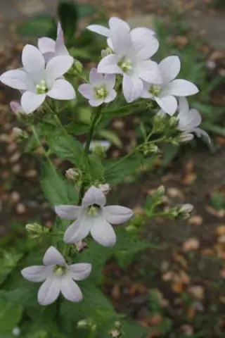 Campanula lactiflora 'Rosea Nana'