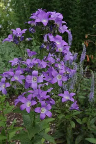 Campanula lactiflora 'Superba'