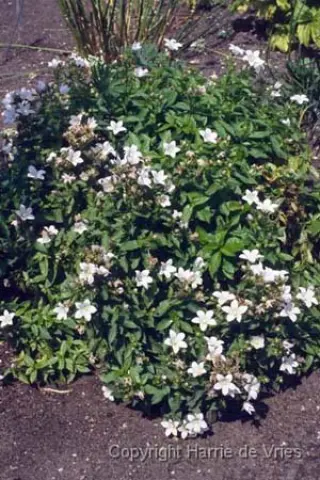 Campanula lactiflora 'White Pouffe'