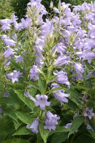 Campanula latifolia Gloaming