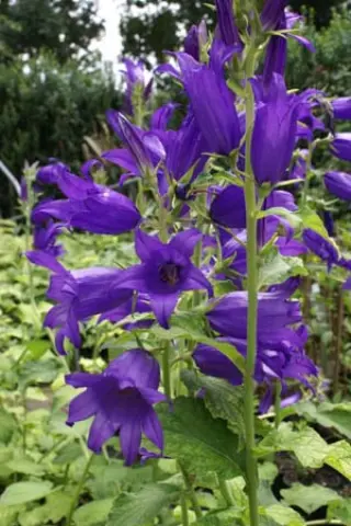 Campanula latifolia 'Lotze's Dark Bells'