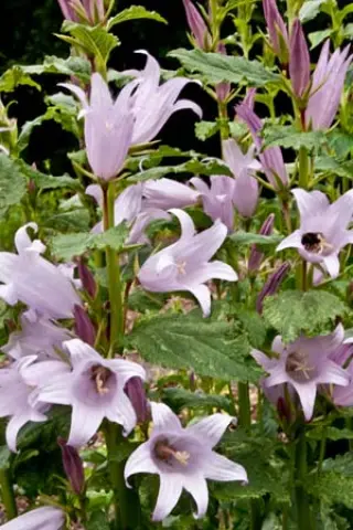 Campanula latifolia (lilaroze zaailingen)