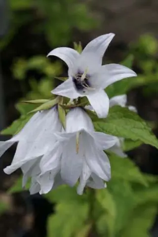 Campanula latifolia (wit, donker oog)