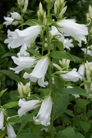 Campanula latifolia 'Witte Wieven'
