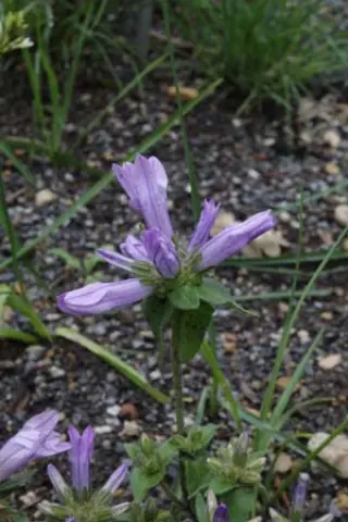 Campanula lingulata