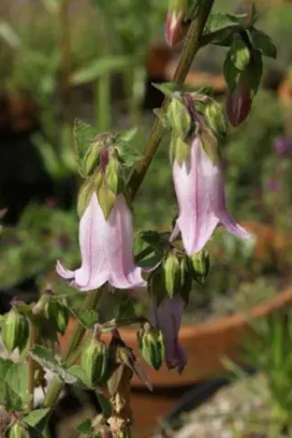 Campanula makaschvilii 'Rosea'