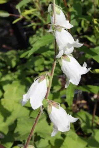 Campanula makaschvilii