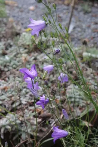 Campanula moravica