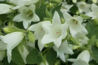 Campanula ochroleuca 'Mevr V. Vollenhove'