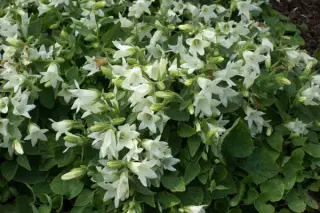 Campanula ochroleuca 'Mevr V. Vollenhove'