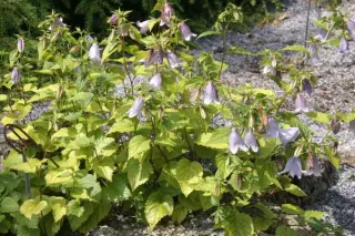 Campanula ossetica (syn. Symphyandra oss.)