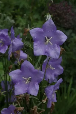 Campanula persicifolia 'Blauwriet'