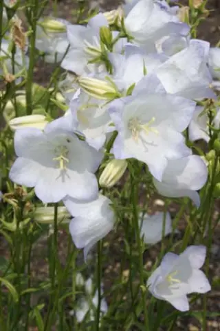 Campanula persicifolia 'Chettle Charm'