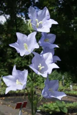 Campanula persicifolia 'Cornish Mist'