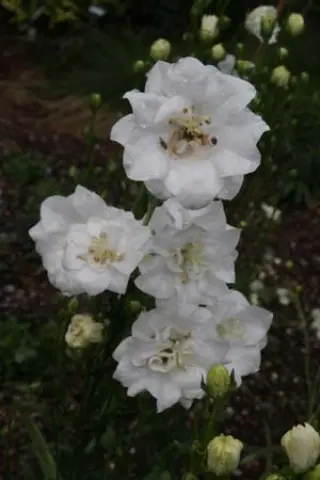 Campanula persicifolia 'Moerheimii'