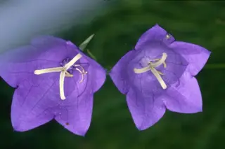 Campanula persicifolia (wilde vorm)