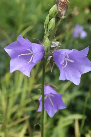 Campanula persicifolia (wilde vorm)