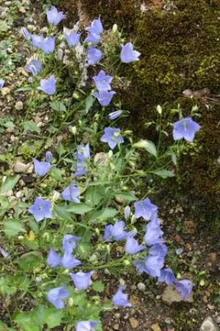 Campanula 'Peter Nix'