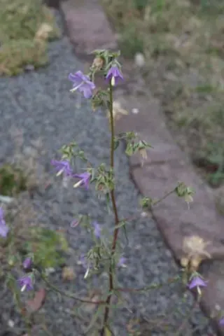 Campanula pinnatifida germanicopolitana
