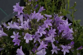 Campanula portenschlagiana