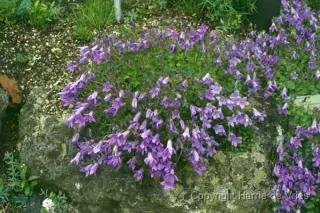 Campanula portenschlagiana