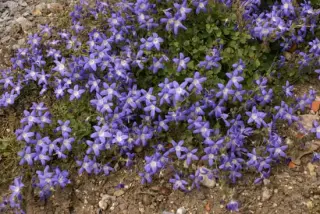 Campanula poscharskyana 'Blue Gown'