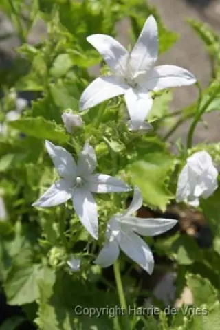 Campanula poscharskyana 'Silberregen'