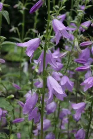 Campanula prenanthoides