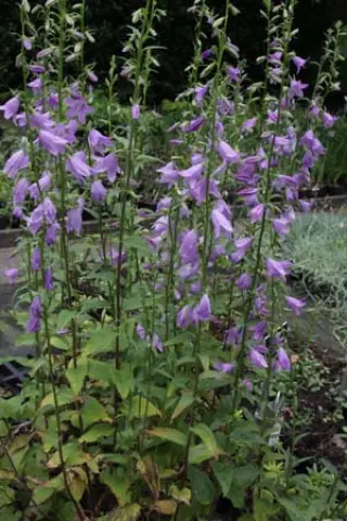 Campanula prenanthoides