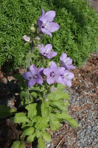 Campanula primulifolia