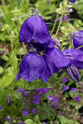 Campanula pulloides 'G.f.wilson'