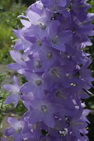 Campanula pyramidalis