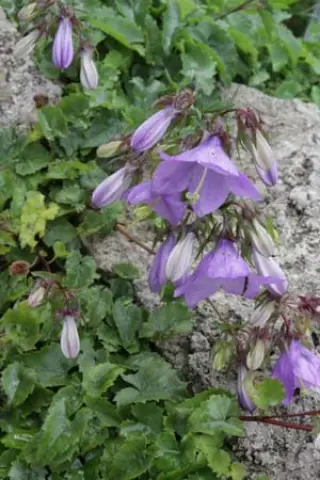 Campanula raddeana