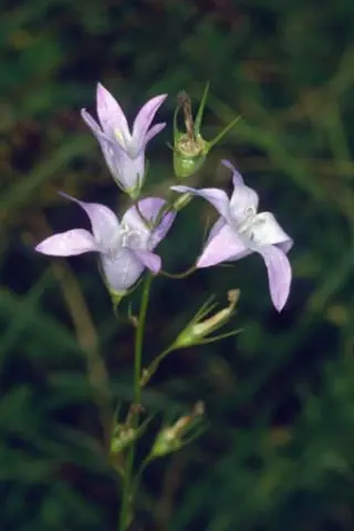 Campanula rapunculus