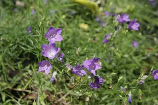 Campanula rotundifolia (G.P. hybr.)