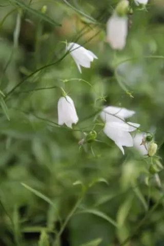 Campanula rotundifolia 'White Gem'
