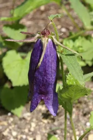 Campanula 'Sarastro'
