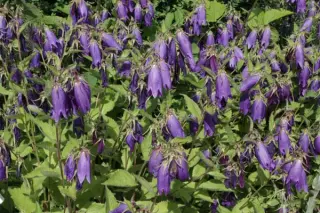 Campanula 'Sarastro'