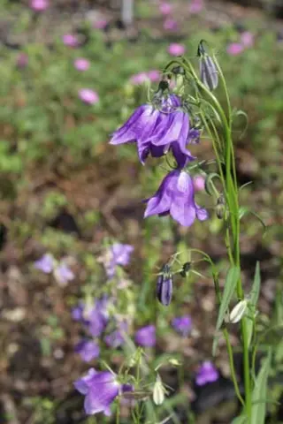 Campanula serrata