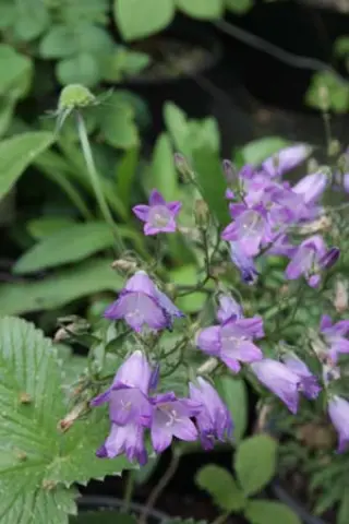 Campanula siberica