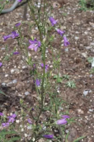 Campanula siberica