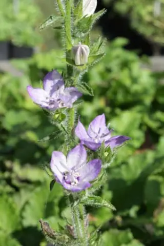 Campanula stevenii wolgensis