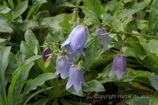 Campanula 'Swannables'
