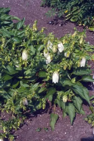 Campanula takesimana 'Alba'