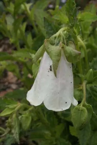 Campanula takhtadzhianii