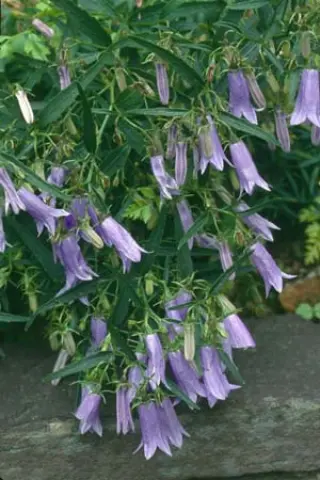 Campanula tomassiniana