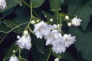 Campanula trachelium 'Albo Plena'