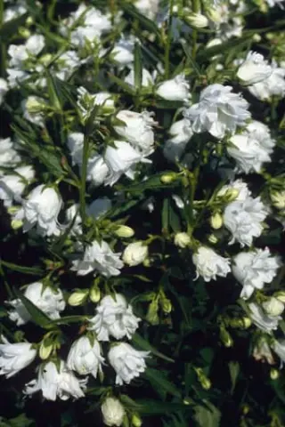 Campanula trachelium 'Albo Plena'