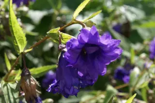 Campanula trachelium 'Bernice'