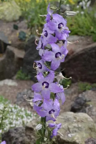 Campanula versicolor